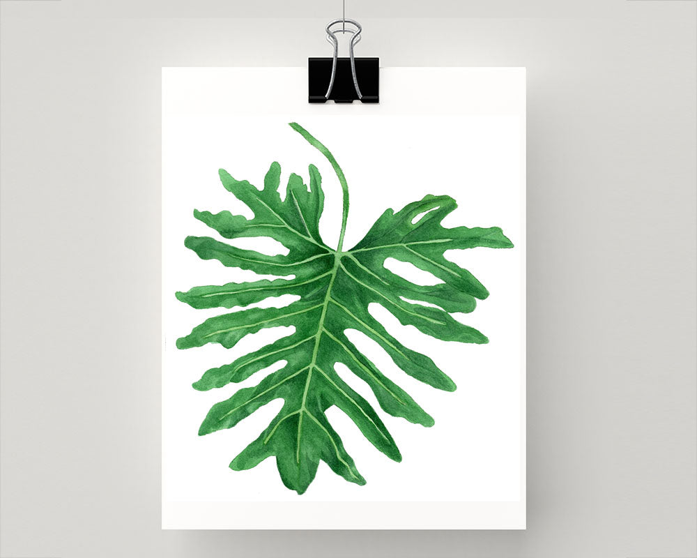 Print of Philodendron Xanadu botanical