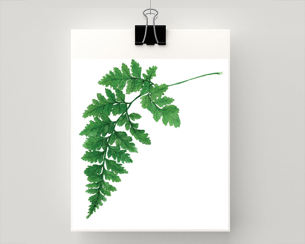 Print of Maidenhair Fern botanical