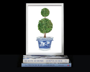 Print of double ball topiary tree in blue and white pot