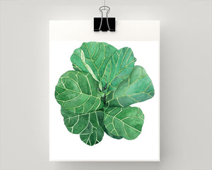 Print of a fiddle leaf botanical