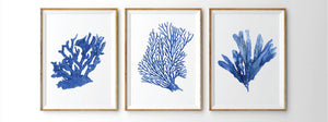 Print of seaweed in blue accents