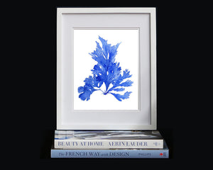 Print of seaweed in blue III