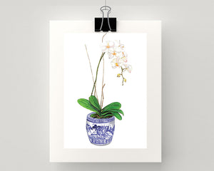 Print of a single white orchid in a blue and white pot