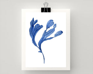 Print of seaweed in blue II