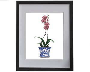 Print of a pink orchid in a blue and white pot