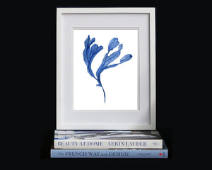 Print of seaweed in blue II