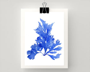 Print of seaweed in blue III